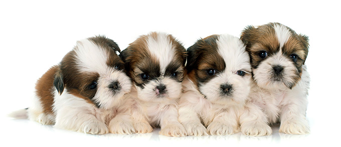 xxs shih tzu dogs