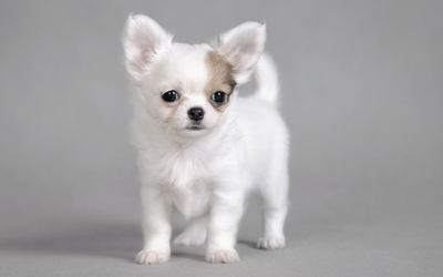 Common Health Issues with Chihuahuas