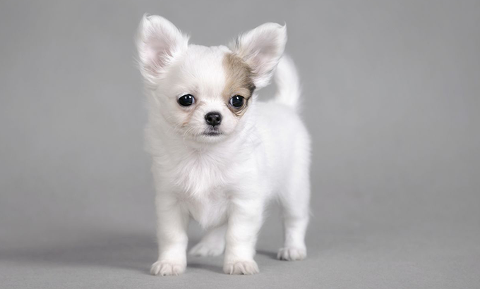 Common Health Issues with Chihuahuas