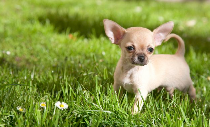 how to treat hypoglycaemia in chihuahuas