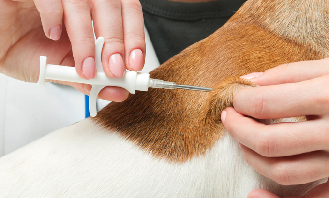 How To Safely Microchip Your XXS Dog
