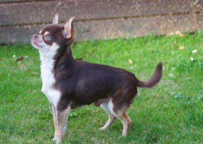 Cheeko – Chihuahua