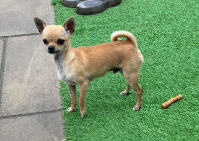 Reggie – Chihuahua